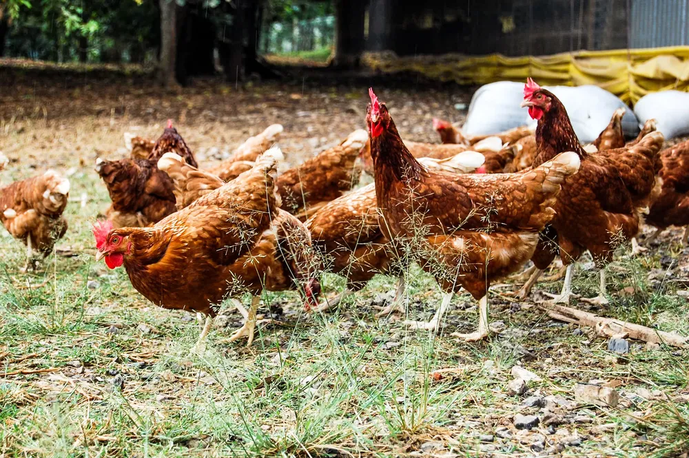 Gallinas libres de jaula_1