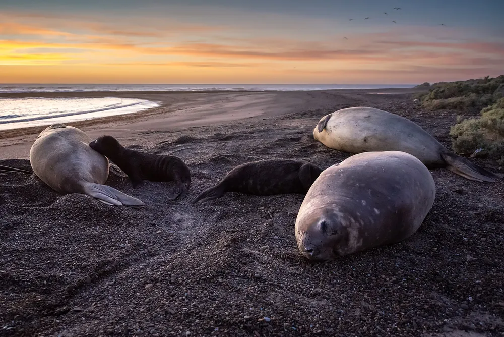 Elefantes marinos en Chubut_credito Adriana Sanz - gentileza WCS Argentina_